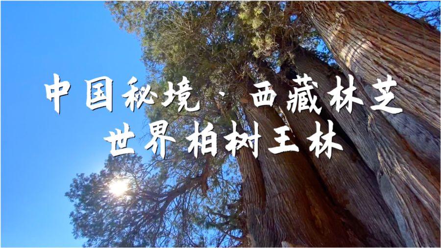 探索吉鹿力问答社区,解答疑惑尽在韩国队带200公斤泡菜刷新历史记录,韩国人就这么离不开泡菜吗?